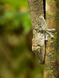 Giant Leaf-tailed gecko  - side view, Marojejy, Madagascar Found at the foot of Marojejy on our way to camp 1, but only after being pointed out by our guide.  Africa,Geotagged,Giant Leaf-tailed Gecko,Madagascar,Madagascar North,Marojejy,Spring,Uroplatus fimbriatus,World