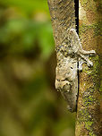 Giant Leaf-tailed gecko  - side view, Marojejy, Madagascar Found at the foot of Marojejy on our way to camp 1, but only after being pointed out by our guide.  Africa,Geotagged,Giant Leaf-tailed Gecko,Madagascar,Madagascar North,Marojejy,Spring,Uroplatus fimbriatus,World