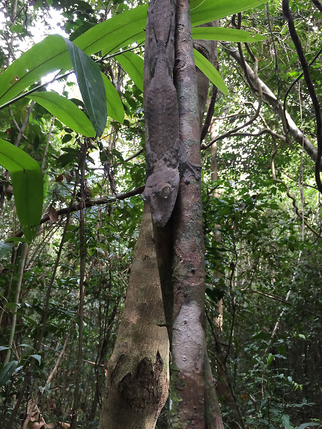 Giant Leaf-tailed gecko, Marojejy, Madagascar iPhone snap by my girlfriend Henriette of this Giant leaf-tailed gecko, found in Marojejy NP, Madagascar. Africa,Giant Leaf-tailed Gecko,Madagascar,Madagascar North,Marojejy,Uroplatus fimbriatus,World