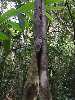 Giant Leaf-tailed gecko, Marojejy, Madagascar iPhone snap by my girlfriend Henriette of this Giant leaf-tailed gecko, found in Marojejy NP, Madagascar. Africa,Giant Leaf-tailed Gecko,Madagascar,Madagascar North,Marojejy,Uroplatus fimbriatus,World