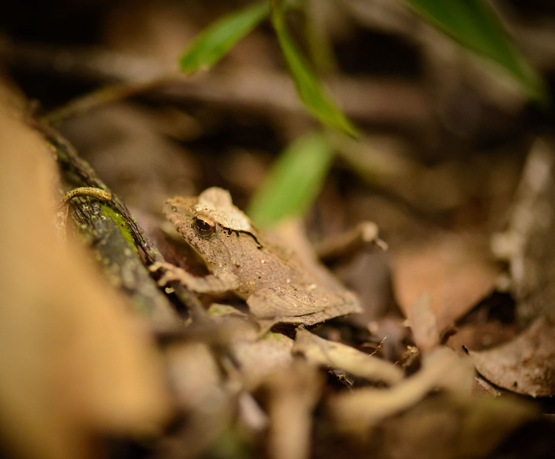 Small frog found on forest floor of Marojejy, Madagascar Really happy to report that after Nosy Mangabe and Masoala, also our third location, Marojejy, is rich in tiny exotic amphibians. Amphibians definitely were the pleasant and unexpected surprise in our journey through the north of Madagascar.<br />
<br />
I will consult John Sullivan for a species ID, as he is on a holiday I believe, it may take a while. Africa,Geotagged,Madagascar,Madagascar North,Mantidactylus luteus,Marojejy,Spring,White Madagascar Frog,World