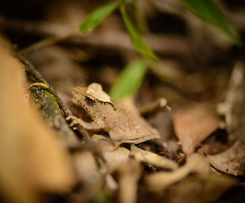 Small frog found on forest floor of Marojejy, Madagascar Really happy to report that after Nosy Mangabe and Masoala, also our third location, Marojejy, is rich in tiny exotic amphibians. Amphibians definitely were the pleasant and unexpected surprise in our journey through the north of Madagascar.

I will consult John Sullivan for a species ID, as he is on a holiday I believe, it may take a while. Africa,Geotagged,Madagascar,Madagascar North,Mantidactylus luteus,Marojejy,Spring,White Madagascar Frog,World