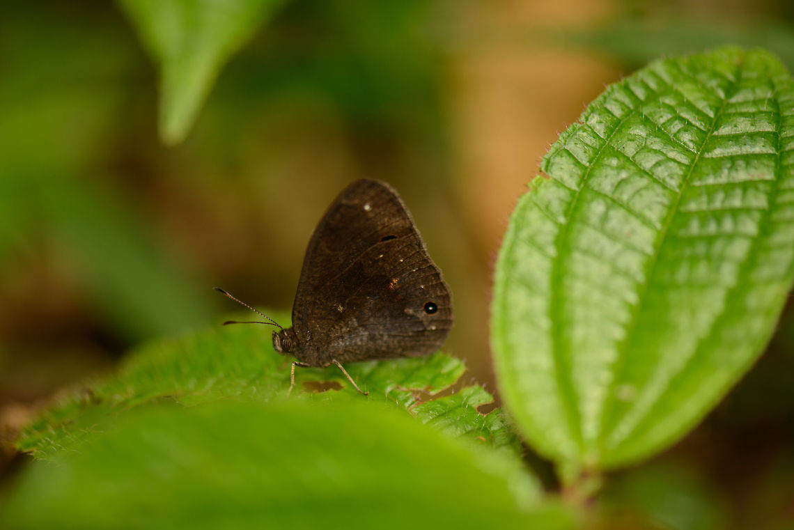 Heteropsis sp. Marojejy, Madagascar Based on this list of butterfly species of Madagascar...<br />
<a href="https://en.wikipedia.org/wiki/List_of_butterflies_of_Madagascar" rel="nofollow">https://en.wikipedia.org/wiki/List_of_butterflies_of_Madagascar</a><br />
<br />
...my guess is that this one may be from the Heteropsis or Strabena genus, but finding an exact match is a challenge due to a lack of reference images. Key identification clue is a single black eye with single white dot and a red/orange outline. Unfortunately, I don't have any other perspective.<br />
<br />
Update: identified by David Lees from the Natural History Museum, South Kensington. Africa,Geotagged,Heteropsis erebina,Madagascar,Madagascar North,Marojejy,Spring,World