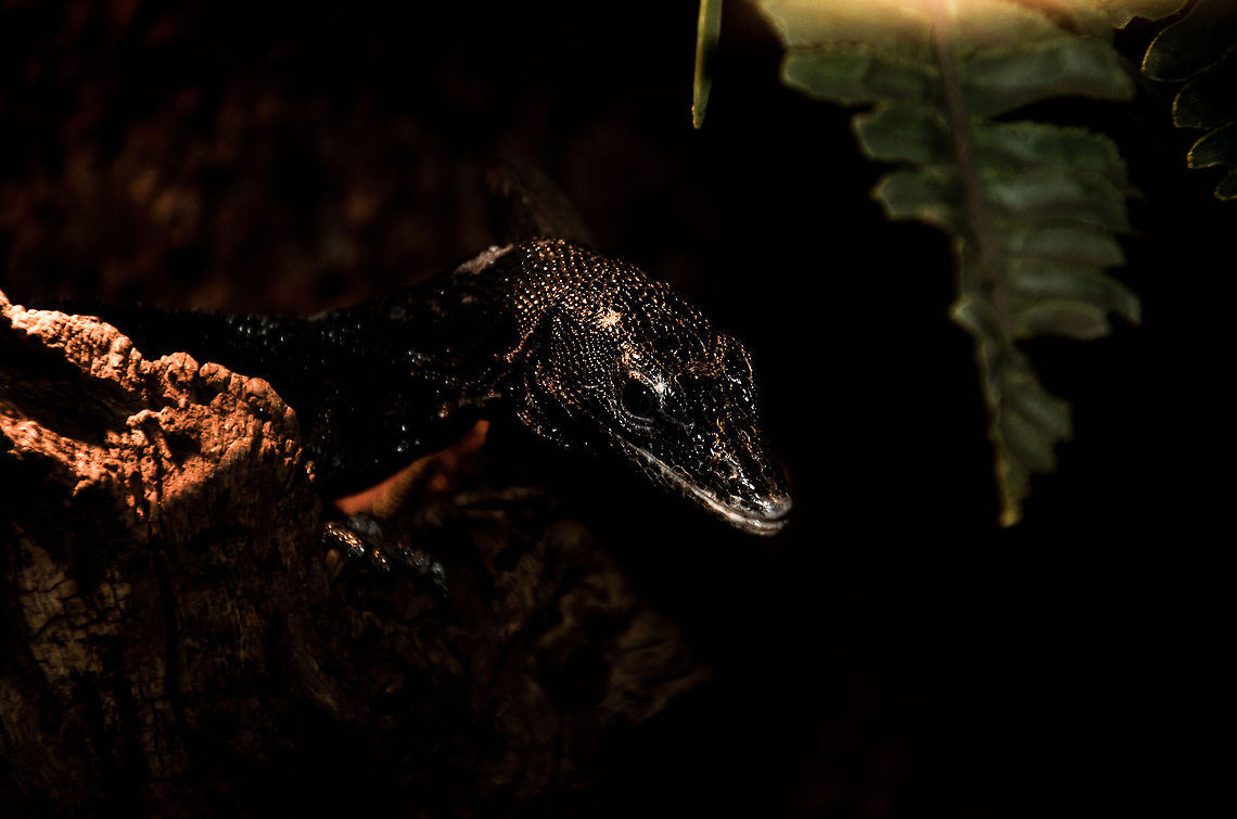 Black Tree Monitor (Varanus beccarii) You probably think this photo is underexposed, yet it is overexposed to make this fabulous creature visible. It cannot be seen without a direct light source, it is so dark. Black tree monitor,Geotagged,Oliemeulen,The Netherlands,Varanus beccarii