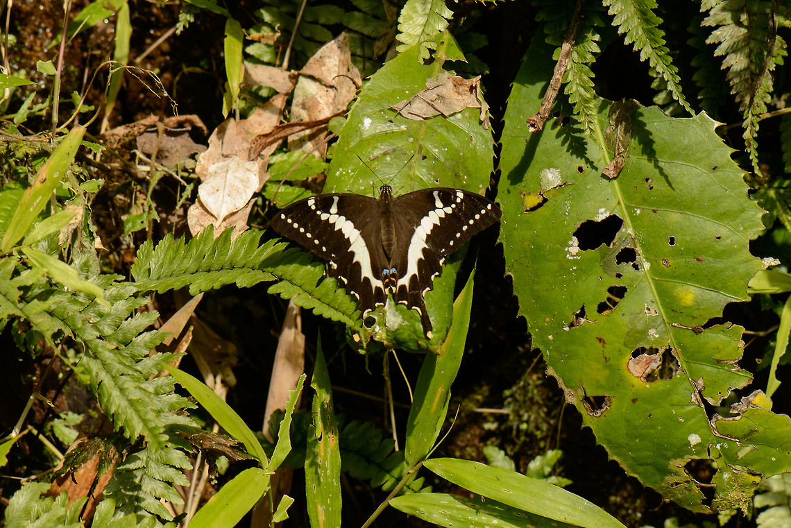 Female Papilio delalandei, Marojejy, Madagascar In the open sun, this very large butterfly was quite restless. As there was a stream between me and the butterfly, I took this one with the tele lens and cropped it. I used this reference photo for identification:<br />
<a href="https://en.wikipedia.org/wiki/Papilio_delalandei#/media/File:Papiliodelalandei_Godart,_-1824-Female.JPG" rel="nofollow">https://en.wikipedia.org/wiki/Papilio_delalandei#/media/File:Papiliodelalandei_Godart,_-1824-Female.JPG</a><br />
<br />
&quot;Papilio mangoura&quot; looks quite similar, so I could be wrong. Africa,Geotagged,Madagascar,Madagascar North,Marojejy,Papilio delalandei,Spring,World