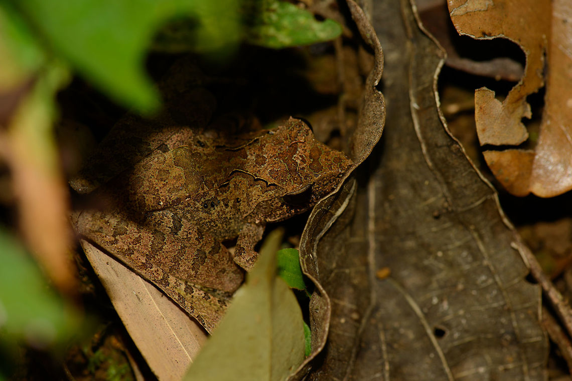 Camo frog in Marojejy, Madagascar The patterns on this amphibian have me intruiged. Species under investigation. Africa,Geotagged,Madagascar,Madagascar North,Mantidactylus luteus,Marojejy,Spring,White Madagascar Frog,World