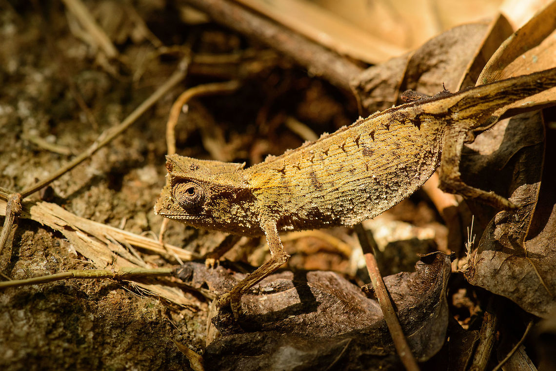 Marojejy leaf chameleon, master of stealth Our guide couldn&#039;t name it exactly, other than it being a brookesia. With only 3 brookesia species known to occur in the Marojejy area, I&#039;ve narrowed it down based on this reference:<br />
<a href="http://www.biolib.cz/en/taxonimage/id94510/?taxonid=187158" rel="nofollow">http://www.biolib.cz/en/taxonimage/id94510/?taxonid=187158</a><br />
<br />
As you can see, like all brookesia species the body is shaped flat with a rigid texture and twig-like legs to blend into the forest floor. The camouflage tactic goes beyond just looks though, and extends into behavior. It does not actively hunt or chase prey, it ambushes pray. Even when threatened it will not flee, it probably can&#039;t, it will play dead instead. <br />
<br />
Hence, once found (good luck with that), it is a thankful photography subject:<br />
<figure class="photo"><a href="https://www.jungledragon.com/image/35935/marojejy_leaf_chameleon_closeup_master_of_stealth.html" title="Marojejy leaf chameleon closeup, master of stealth"><img src="https://s3.amazonaws.com/media.jungledragon.com/images/2/35935_thumb.jpg?AWSAccessKeyId=05GMT0V3GWVNE7GGM1R2&Expires=1759968010&Signature=tZi6KYmbsGzsKxcWDxrLLUwj8Hk%3D" width="200" height="134" alt="Marojejy leaf chameleon closeup, master of stealth  Africa,Brookesia griveaudi,Geotagged,Madagascar,Madagascar North,Marojejy,Marojejy leaf chameleon,Spring,World" /></a></figure><br />
<figure class="photo"><a href="https://www.jungledragon.com/image/35936/marojejy_leaf_chameleon_couple_master_of_stealth.html" title="Marojejy leaf chameleon couple, master of stealth"><img src="https://s3.amazonaws.com/media.jungledragon.com/images/2/35936_thumb.jpg?AWSAccessKeyId=05GMT0V3GWVNE7GGM1R2&Expires=1759968010&Signature=N5XTr74BdLn3TBka422J4KvMlAU%3D" width="200" height="134" alt="Marojejy leaf chameleon couple, master of stealth Yes, in the background is another one, looks like we stumbled upon a couple. Very cool given that they have a vulnerable distribution and are pretty stationary throughout their lives. Africa,Brookesia griveaudi,Geotagged,Madagascar,Madagascar North,Marojejy,Marojejy leaf chameleon,Spring,World" /></a></figure><br />
<figure class="photo"><a href="https://www.jungledragon.com/image/35937/marojejy_leaf_chameleon_full_body_shot_master_of_stealth.html" title="Marojejy leaf chameleon full body shot, master of stealth"><img src="https://s3.amazonaws.com/media.jungledragon.com/images/2/35937_thumb.jpg?AWSAccessKeyId=05GMT0V3GWVNE7GGM1R2&Expires=1759968010&Signature=jx5J6noL1Jydls4YI7aCTirjnpI%3D" width="200" height="122" alt="Marojejy leaf chameleon full body shot, master of stealth  Africa,Brookesia griveaudi,Geotagged,Madagascar,Madagascar North,Marojejy,Marojejy leaf chameleon,Spring,World" /></a></figure> Africa,Brookesia griveaud,Brookesia griveaudi,Geotagged,Madagascar,Madagascar North,Marojejy,Spring,World