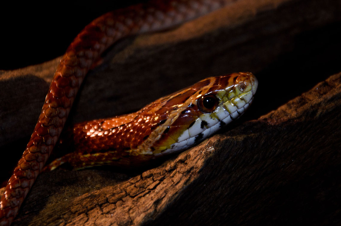 Head detail of Corn Snake Sssilently sssneaking to savage its prey.. Corn snake,Geotagged,Oliemeulen,Pantherophis guttatus,Reptiles,The Netherlands,snakes