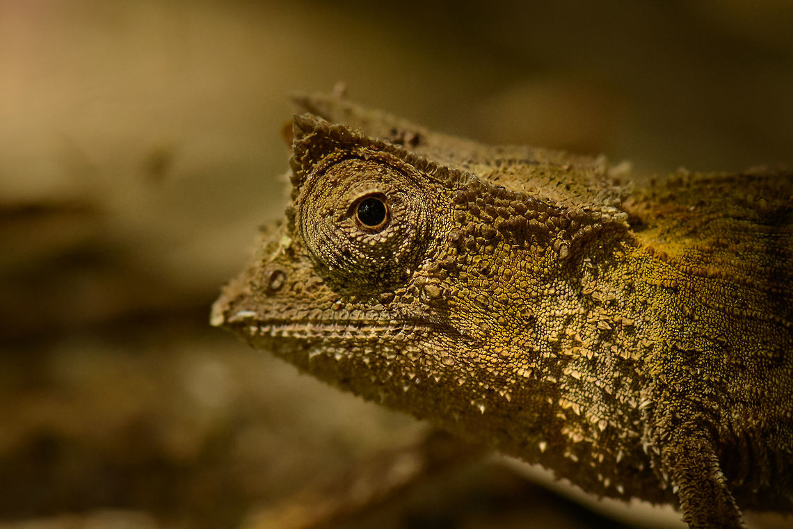 Marojejy leaf chameleon closeup, master of stealth  Africa,Brookesia griveaudi,Geotagged,Madagascar,Madagascar North,Marojejy,Marojejy leaf chameleon,Spring,World