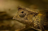 Marojejy leaf chameleon closeup, master of stealth Africa,Brookesia griveaudi,Geotagged,Madagascar,Madagascar North,Marojejy,Marojejy leaf chameleon,Spring,World