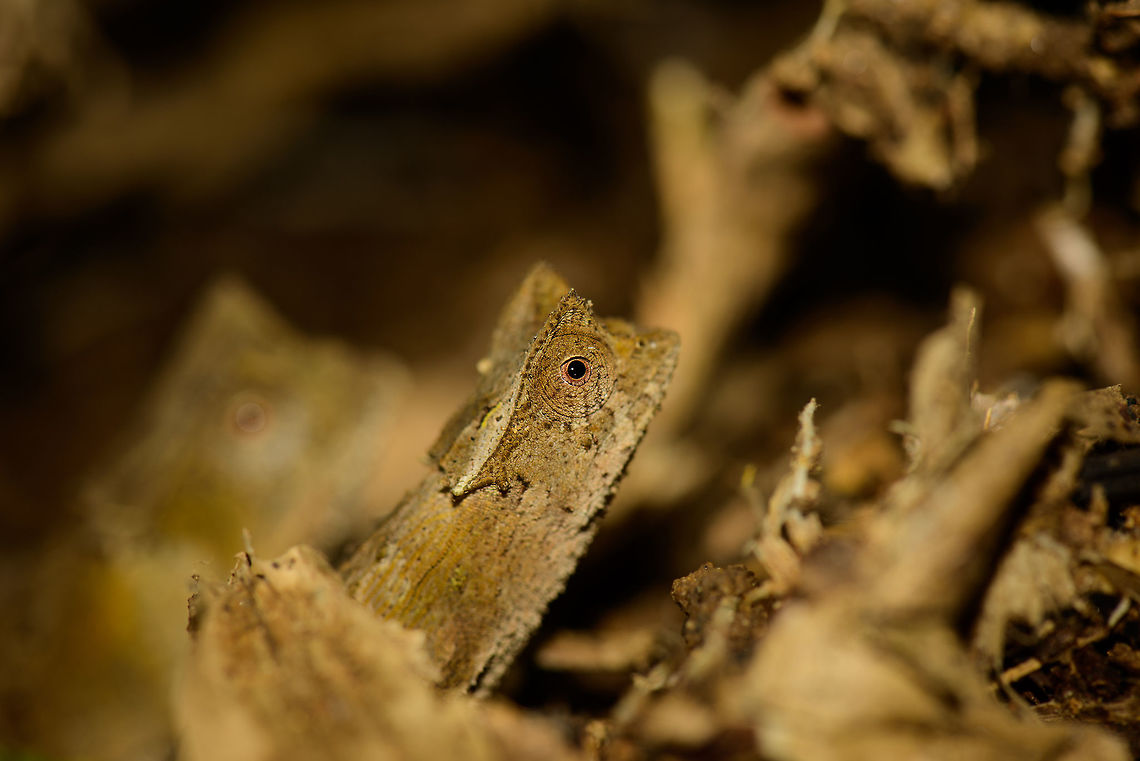 Marojejy leaf chameleon couple, master of stealth Yes, in the background is another one, looks like we stumbled upon a couple. Very cool given that they have a vulnerable distribution and are pretty stationary throughout their lives. Africa,Brookesia griveaudi,Geotagged,Madagascar,Madagascar North,Marojejy,Marojejy leaf chameleon,Spring,World