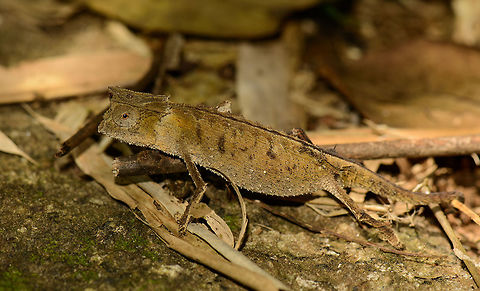 Marojejy leaf chameleon full body shot, master of stealth  Africa,Brookesia griveaudi,Geotagged,Madagascar,Madagascar North,Marojejy,Marojejy leaf chameleon,Spring,World
