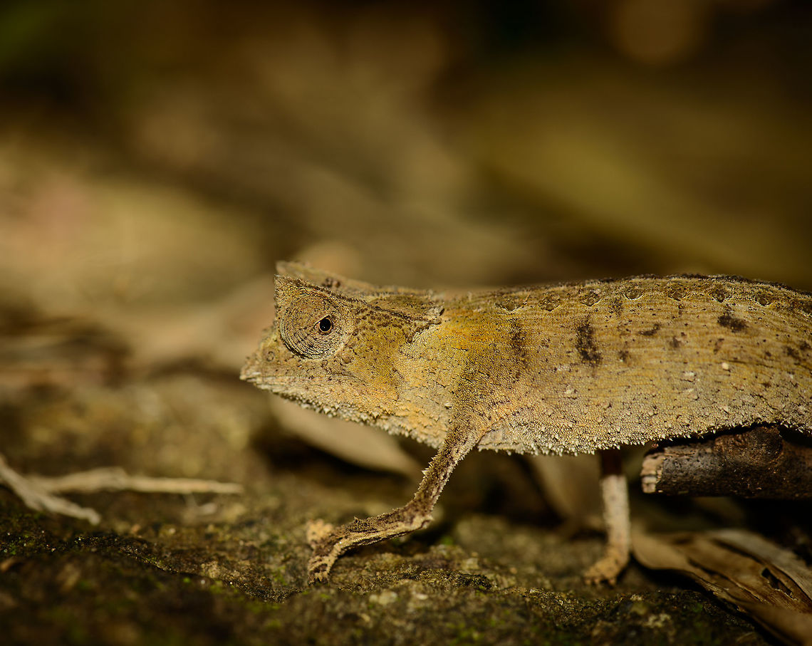 Marojejy leaf chameleon sideview, master of stealth  Africa,Brookesia griveaudi,Geotagged,Madagascar,Madagascar North,Marojejy,Marojejy leaf chameleon,Spring,World