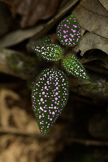 Plant with bright purple dots on forest floor of Marojejy, Madagascar I exaggerated the effect a bit in post processing, but it really was a bright one in real life as well. All three of us passing it had to make a remark about it. Its shape feels familiar, but I don't know what it is yet. Africa,Geotagged,Madagascar,Madagascar North,Marojejy,Spring,World