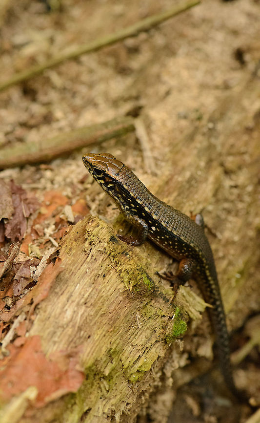 Madagascar girdled lizard, Marojejy, Madagascar I have some doubt about the ID. Most reference photos show an uninterrupted yellow stripe across the body whilst this one has it striped. It could be a juvenile, but I'm not sure.  Africa,Geotagged,Madagascar,Madagascar North,Marojejy,Red-legged Girdled Lizard,Spring,World,Zonosaurus rufipes