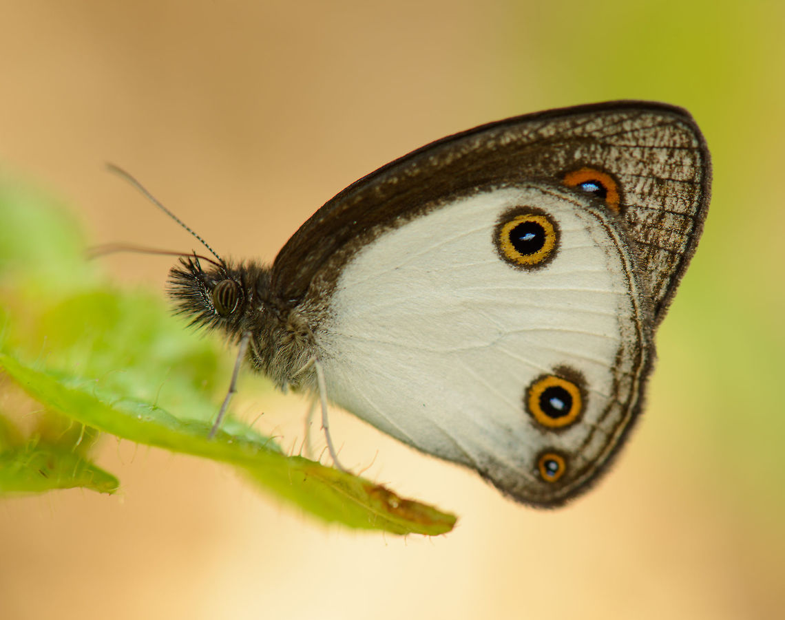 Strabena butterfly - closeup, Marojejy, Madagascar I figured the explicit look must make for an easy species search, but no match after a 30 min search so far. I think it may be from the Satyrini tribe, but that one is huge. Description: white underwings with 3 clear eyes each, with 2 in the bottom. Outside color of wings is brownish. Africa,Geotagged,Madagascar,Madagascar North,Marojejy,Spring,Strabena niveata,World