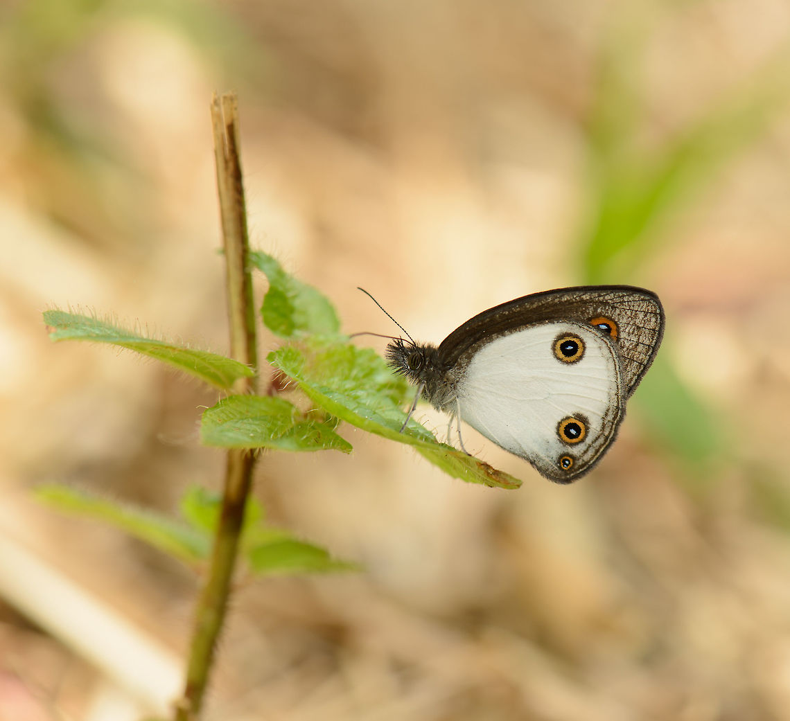 Strabena butterfly, Marojejy, Madagascar I figured the explicit look must make for an easy species search, but no match after a 30 min search so far. I think it may be from the Satyrini tribe, but that one is huge. Description: white underwings with 3 clear eyes each, with 2 in the bottom. Outside color of wings is brownish. Africa,Geotagged,Madagascar,Madagascar North,Marojejy,Spring,Strabena niveata,World