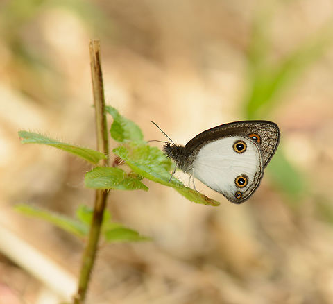 Strabena butterfly, Marojejy, Madagascar I figured the explicit look must make for an easy species search, but no match after a 30 min search so far. I think it may be from the Satyrini tribe, but that one is huge. Description: white underwings with 3 clear eyes each, with 2 in the bottom. Outside color of wings is brownish. Africa,Geotagged,Madagascar,Madagascar North,Marojejy,Spring,Strabena niveata,World