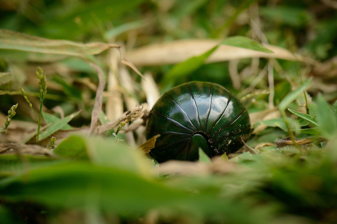 Green Pill millipede (Zoosphaerium sp.), Marojejy, Madagascar Close-up of a pill millipede rolled up into a ball, which they do when threatened. Source of the threat are ants, which you can see on the inner edge of the millipede.<br />
<br />
I&#039;ve based identification on color/appearance, size, and location. The match is likely, but not certain. Literature speaks of Zoosphaerium neptunus as almost always occuring in swarms. I did not notice a swarm, just this one, but I didn&#039;t exactly look for more either, and Marojejy is almost impossible to navigate off-path.<br />
<br />
If identification is correct, this is the largest pill millipede species in the world. I can confirm that it was quite large, likely making it a female. Males are only half this size. Africa,Geotagged,Madagascar,Madagascar North,Marojejy,Spring,World,Zoosphaerium neptunus