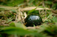 Green Pill millipede (Zoosphaerium sp.), Marojejy, Madagascar Close-up of a pill millipede rolled up into a ball, which they do when threatened. Source of the threat are ants, which you can see on the inner edge of the millipede.<br />
<br />
I've based identification on color/appearance, size, and location. The match is likely, but not certain. Literature speaks of Zoosphaerium neptunus as almost always occuring in swarms. I did not notice a swarm, just this one, but I didn't exactly look for more either, and Marojejy is almost impossible to navigate off-path.<br />
<br />
If identification is correct, this is the largest pill millipede species in the world. I can confirm that it was quite large, likely making it a female. Males are only half this size. Africa,Geotagged,Madagascar,Madagascar North,Marojejy,Spring,World,Zoosphaerium neptunus