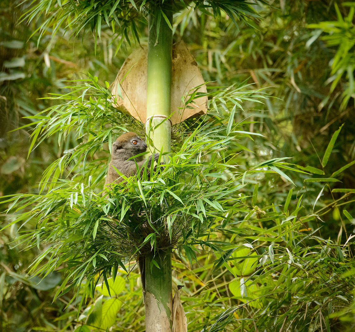 Eastern Lesser Bamboo Lemur, Marojejy, Madagascar Found near camp 1 on Marojejy. Our guide had studies these animals day-by-day for six years and knew exactly their daily schedule of feeding and resting. This area near camp 1 is full of bamboo acting like a haven, so you have a good chance of seeing them. The only challenge is finding a clear line of view due to the dense vegetation. Africa,Eastern lesser bamboo lemur,Geotagged,Hapalemur griseus,Madagascar,Madagascar North,Marojejy,Spring,World