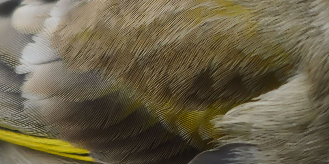 Greenfinch feather closeup This is an odd crop of a simple photo of a Green Finch. Yet by cutting out all other elements, I find it interesting to admire the beauty of the feathers of such a common bird.  Birds,Carduelis chloris,European Greenfinch,Garden