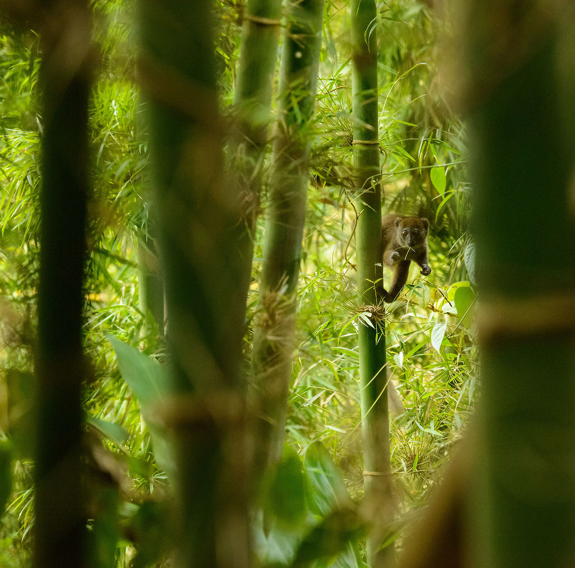 Eastern Lesser Bamboo Lemur hanging, Marojejy, Madagascar Habitat shot of the Eastern Lesser Bamboo Lemur in Marojejy, Madagascar. Watch how it is maintaining balance, that's not a tail, its a hind leg. Africa,Eastern lesser bamboo lemur,Geotagged,Hapalemur griseus,Madagascar,Madagascar North,Marojejy,Spring,World