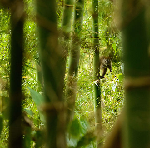 Eastern Lesser Bamboo Lemur hanging, Marojejy, Madagascar Habitat shot of the Eastern Lesser Bamboo Lemur in Marojejy, Madagascar. Watch how it is maintaining balance, that's not a tail, its a hind leg. Africa,Eastern lesser bamboo lemur,Geotagged,Hapalemur griseus,Madagascar,Madagascar North,Marojejy,Spring,World