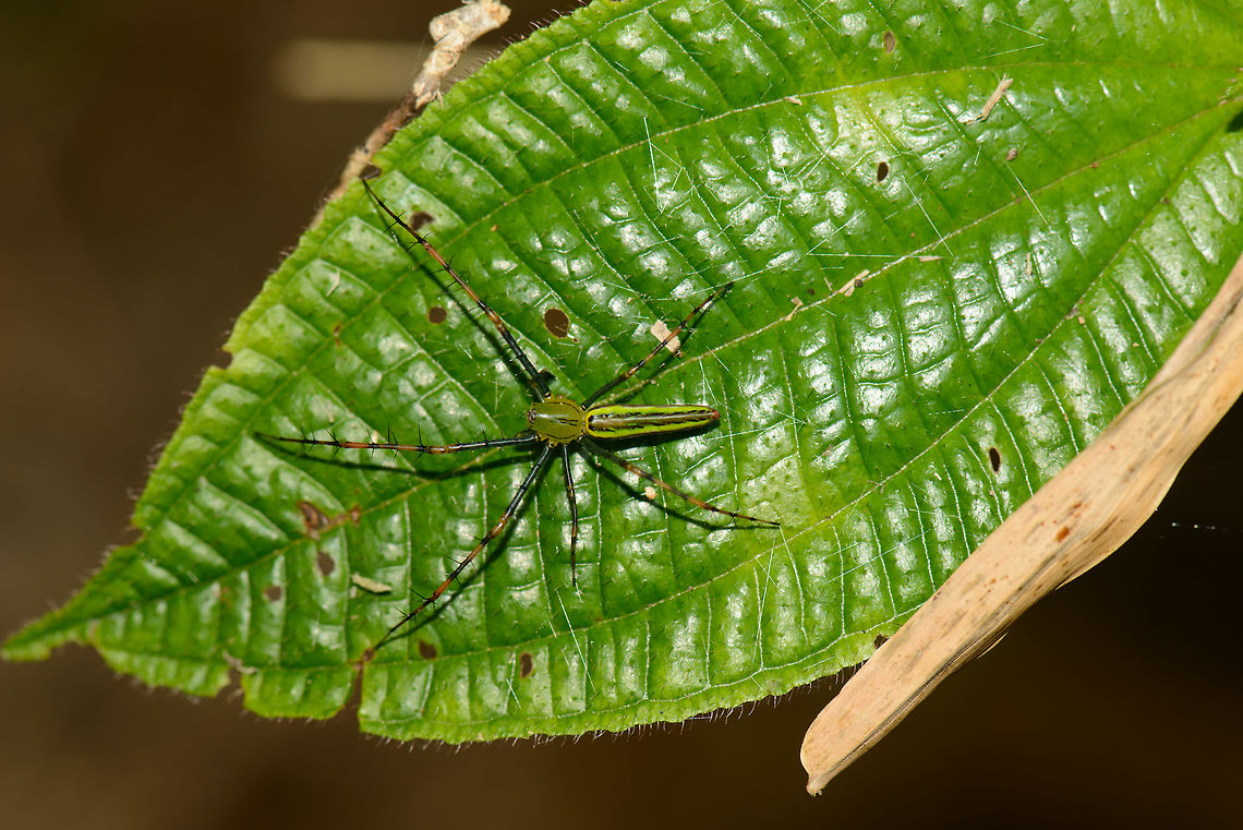 Large Malagasy green lynx spider - top view, Marojejy, Madagascar <figure class="photo"><a href="https://www.jungledragon.com/image/36024/large_malagasy_green_lynx_spider_-_front_view_marojejy_madagascar.html" title="Large Malagasy green lynx spider - front view, Marojejy, Madagascar"><img src="https://s3.amazonaws.com/media.jungledragon.com/images/2/36024_thumb.jpg?AWSAccessKeyId=05GMT0V3GWVNE7GGM1R2&Expires=1770854410&Signature=tF1h8D2DHpzMMGgkuZXm1LgEhh0%3D" width="200" height="134" alt="Large Malagasy green lynx spider - front view, Marojejy, Madagascar http://www.jungledragon.com/image/36023/large_malagasy_green_lynx_spider_-_top_view_marojejy_madagascar.html Africa,Geotagged,Madagascar,Madagascar North,Marojejy,Peucetia madagascariensis,Spring,World" /></a></figure> Africa,Geotagged,Madagascar,Madagascar North,Marojejy,Peucetia madagascariensis,Spring,World