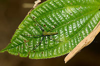Large Malagasy green lynx spider - top view, Marojejy, Madagascar http://www.jungledragon.com/image/36024/large_malagasy_green_lynx_spider_-_front_view_marojejy_madagascar.html Africa,Geotagged,Madagascar,Madagascar North,Marojejy,Peucetia madagascariensis,Spring,World