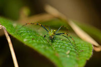 Large Malagasy green lynx spider - front view, Marojejy, Madagascar http://www.jungledragon.com/image/36023/large_malagasy_green_lynx_spider_-_top_view_marojejy_madagascar.html Africa,Geotagged,Madagascar,Madagascar North,Marojejy,Peucetia madagascariensis,Spring,World