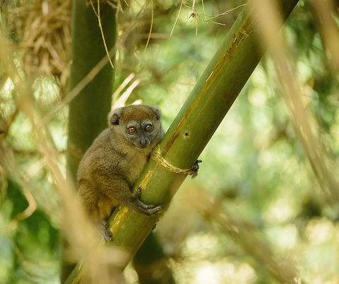 Eastern Lesser Bamboo Lemur closeup, Marojejy, Madagascar In a rare moment where they were not blocked by vegetation. Taken near camp I in Marojejy, Madagascar. Africa,Eastern lesser bamboo lemur,Geotagged,Hapalemur griseus,Madagascar,Madagascar North,Marojejy,Spring,World