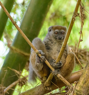 Eastern Lesser Bamboo Lemur closeup, Marojejy, Madagascar  Africa,Eastern lesser bamboo lemur,Geotagged,Hapalemur griseus,Madagascar,Madagascar North,Marojejy,Spring,World