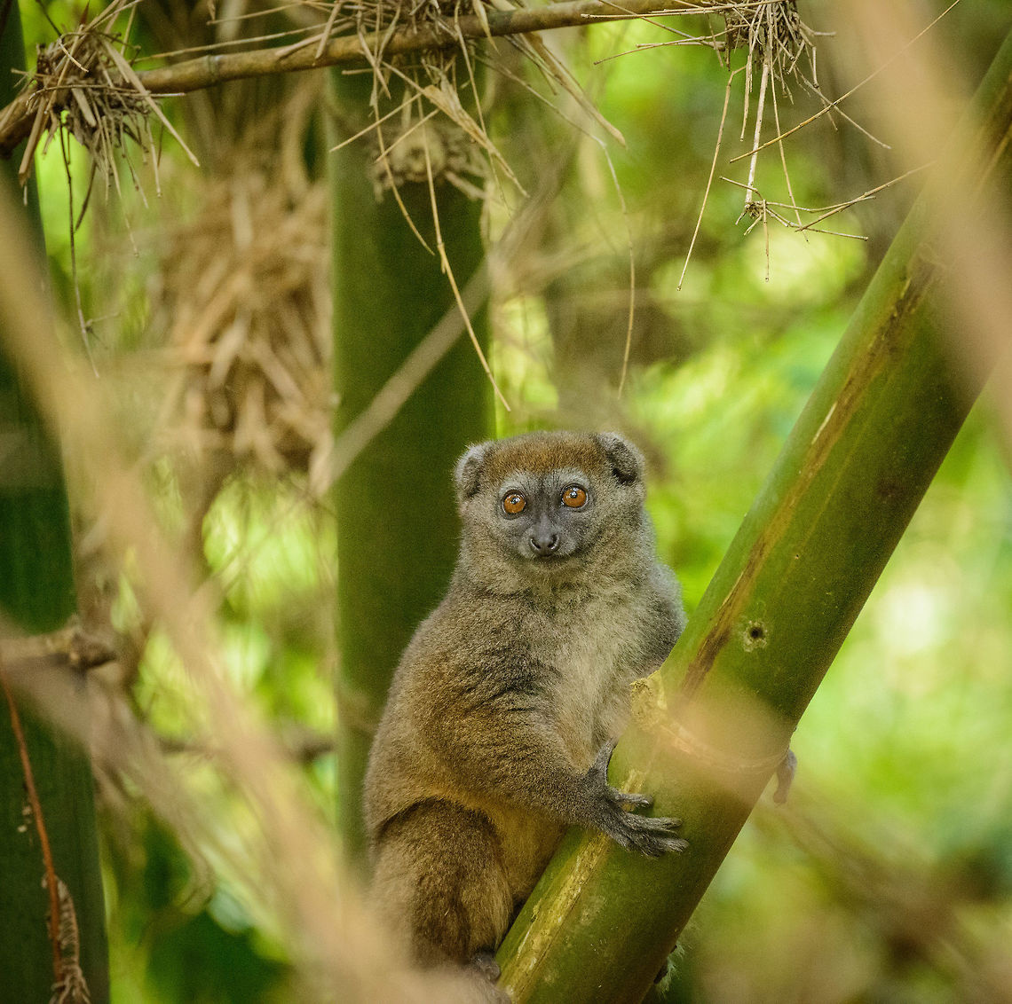 Eastern Lesser Bamboo Lemur has an idea, Marojejy, Madagascar I love these animals. After feeding they have this look like they have no idea what is going on, probably because they are high from the toxins of the bamboo. Africa,Eastern lesser bamboo lemur,Geotagged,Hapalemur griseus,Madagascar,Madagascar North,Marojejy,Spring,World