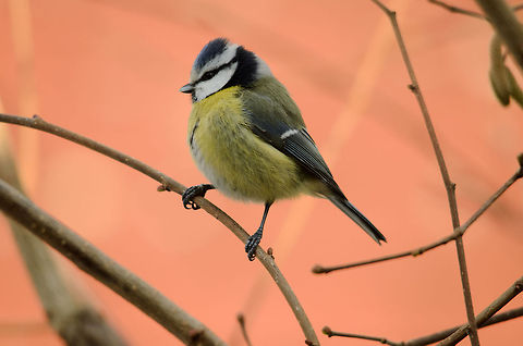 One does not simply walk into Mordor A Blue Tit strikes a heroic pose, ready for battle against the seeds I put there. In absence of those, they prefer caterpillars. In fact, the more they eat of those, the more yellow they become. Birds,Blue Tit,Cyanistes caeruleus,Garden