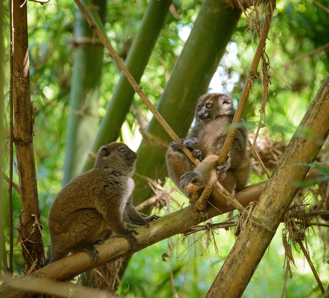 Eastern Lesser Bamboo Lemur meditating, Marojejy, Madagascar My favorite shot of our encounter with these animals. The right one is like a fat Buddha contemplating life, with the eager student on the left.  Africa,Eastern lesser bamboo lemur,Geotagged,Hapalemur griseus,Madagascar,Madagascar North,Marojejy,Spring,World