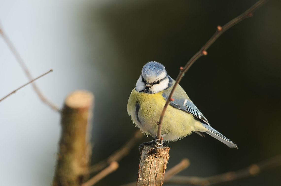 Hai. More seeds please. An attempt to help my little garden friends through a few weeks of harsh winter has made them needy. Blue Tit,Cyanistes caeruleus,Garden