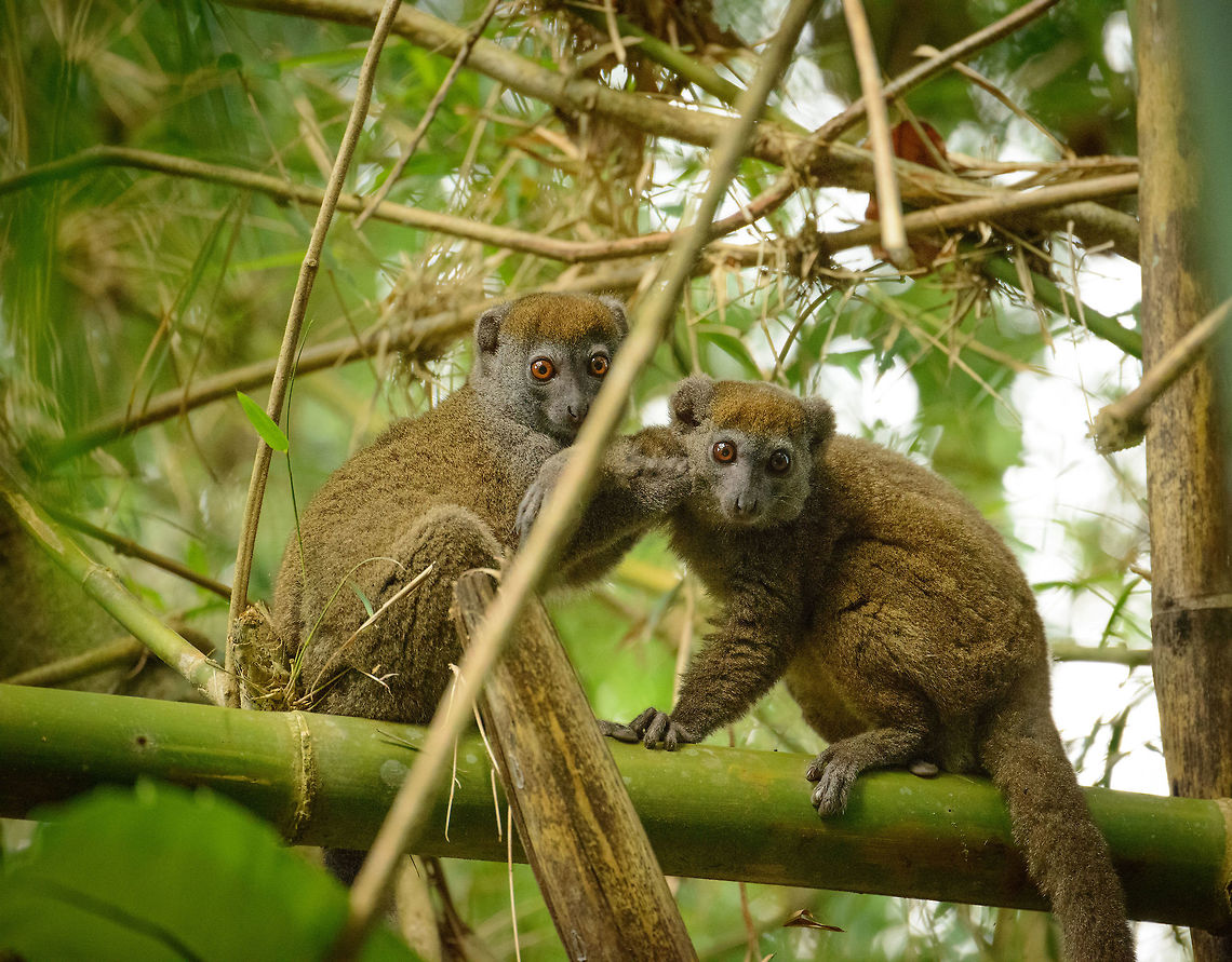Playfull Eastern Lesser Bamboo Lemurs, Marojejy, Madagascar They were wrestling when they suddenly saw us :) Africa,Eastern lesser bamboo lemur,Geotagged,Hapalemur griseus,Madagascar,Madagascar North,Marojejy,Spring,World