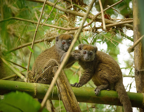 Playfull Eastern Lesser Bamboo Lemurs, Marojejy, Madagascar They were wrestling when they suddenly saw us :) Africa,Eastern lesser bamboo lemur,Geotagged,Hapalemur griseus,Madagascar,Madagascar North,Marojejy,Spring,World