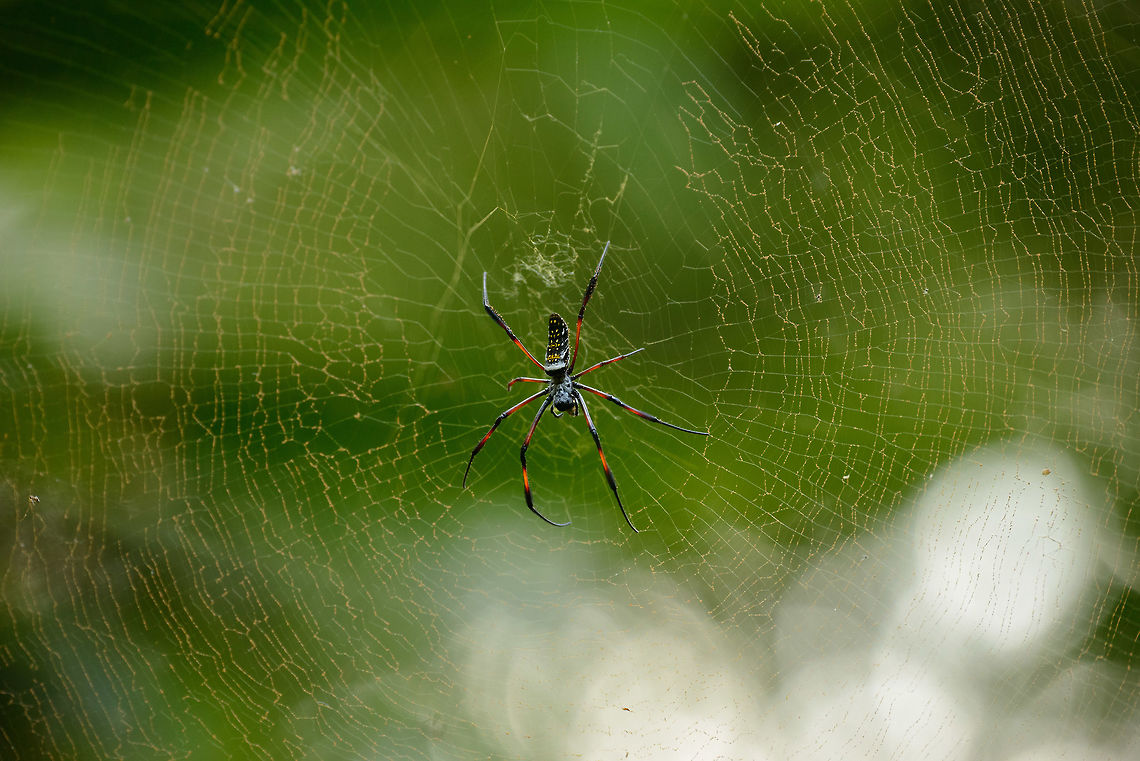 Madagascar Golden Orb-weaver in giant web, Marojejy, Madagascar.  Africa,Geotagged,Madagascar,Madagascar Golden Orb-Weaver,Madagascar North,Marojejy,Nephila inaurata,Red-legged golden orb-web spider,Spring,World