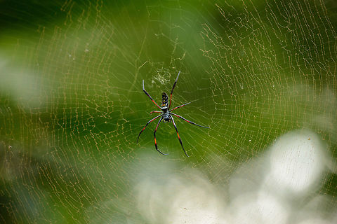 Madagascar Golden Orb-weaver in giant web, Marojejy, Madagascar.  Africa,Geotagged,Madagascar,Madagascar Golden Orb-Weaver,Madagascar North,Marojejy,Nephila inaurata,Red-legged golden orb-web spider,Spring,World