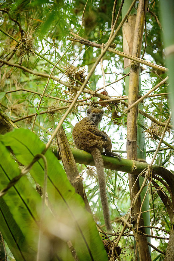 Eastern Lesser Bamboo Lemur full body shot, Marojejy, Madagascar Full view on their long tail. Africa,Eastern lesser bamboo lemur,Geotagged,Hapalemur griseus,Madagascar,Madagascar North,Marojejy,Spring,World