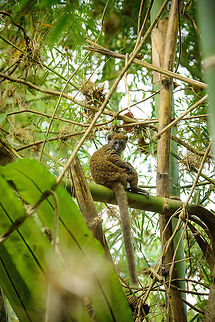 Eastern Lesser Bamboo Lemur full body shot, Marojejy, Madagascar Full view on their long tail. Africa,Eastern lesser bamboo lemur,Geotagged,Hapalemur griseus,Madagascar,Madagascar North,Marojejy,Spring,World