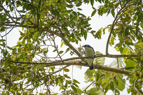 Chabert's Vanga, Marojejy, Madagascar High up and against the light, sorry. A spider leg is still sticking out from its beak. Africa,Chabert Vanga,Geotagged,Leptopterus chabert,Madagascar,Madagascar North,Marojejy,Spring,World