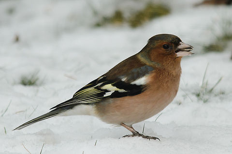 Chaffin in garden Its cropped so not of a great quality, yet I like how this pose gives a total view of this pretty bird. Birds,Chaffinch,Fringilla coelebs,Garden