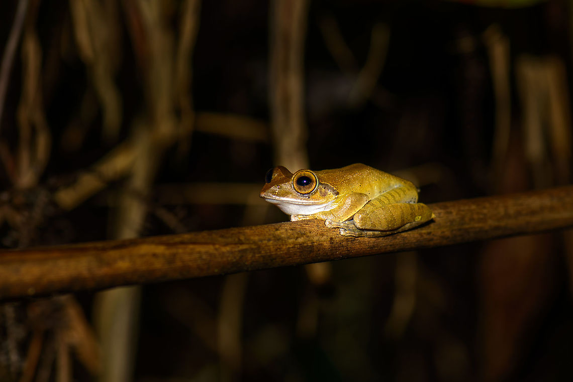 Yellowish/striped tree frog in Marojejy, Madagascar Found during a night tour near camp 2 in Marojejy, Madagascar. Species is yellowish with striped legs. Small detail is that it seems to have a scar near its eye. Underside:<br />
<figure class="photo"><a href="https://www.jungledragon.com/image/36085/yellowishstriped_tree_frog_in_marojejy_-_underside_madagascar.html" title="Yellowish/striped tree frog in Marojejy - underside, Madagascar"><img src="https://s3.amazonaws.com/media.jungledragon.com/images/2/36085_thumb.jpg?AWSAccessKeyId=05GMT0V3GWVNE7GGM1R2&Expires=1759968010&Signature=mdZbkEizo9RP7NF7rwIWBe93Es0%3D" width="120" height="152" alt="Yellowish/striped tree frog in Marojejy - underside, Madagascar Found during a night tour near camp 2 in Marojejy, Madagascar. Species is yellowish with striped legs. Small detail is that it seems to have a scar near its eye. Front:<br />
http://www.jungledragon.com/image/36084/yellowishstriped_tree_frog_in_marojejy_madagascar.html Africa,Geotagged,Madagascar,Madagascar North,Marojejy,Spring,World" /></a></figure> Africa,Boophis madagascariensis,Geotagged,Madagascar,Madagascar North,Marojejy,Spring,World