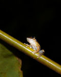 Yellowish/striped tree frog in Marojejy - underside, Madagascar Found during a night tour near camp 2 in Marojejy, Madagascar. Species is yellowish with striped legs. Small detail is that it seems to have a scar near its eye. Front:<br />
http://www.jungledragon.com/image/36084/yellowishstriped_tree_frog_in_marojejy_madagascar.html Africa,Geotagged,Madagascar,Madagascar North,Marojejy,Spring,World