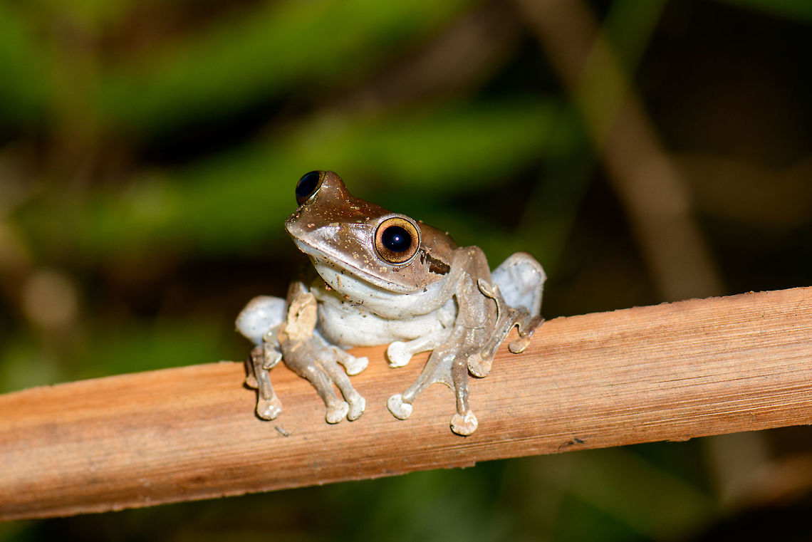 Tree Frog in Marojejy - closeup, Madagascar Found during a night tour near camp 2 on Marojejy mountain. These frogs were remarkably approachable, not responding at all to our movement and not even to light. Species to be identified, I will ask John for help. Africa,Boophis madagascariensis,Geotagged,Madagascar,Madagascar North,Marojejy,Spring,World