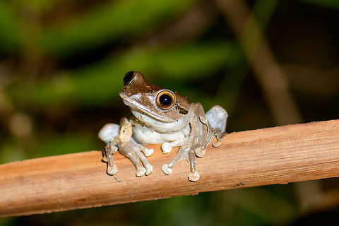 Boophis madagascariensis
