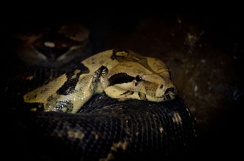 Boa constrictor imperator at rest Not to be confused with the larger Boa constrictor constrictor, this is still a very large snake. You can indicate whether a snake lives mostly on the ground by their build, the flatter, the more likely it is a ground snake. This specie is not venomous, it instead swallows you whole. Boa constrictor imperator,Oliemeulen,Reptiles,Snakes